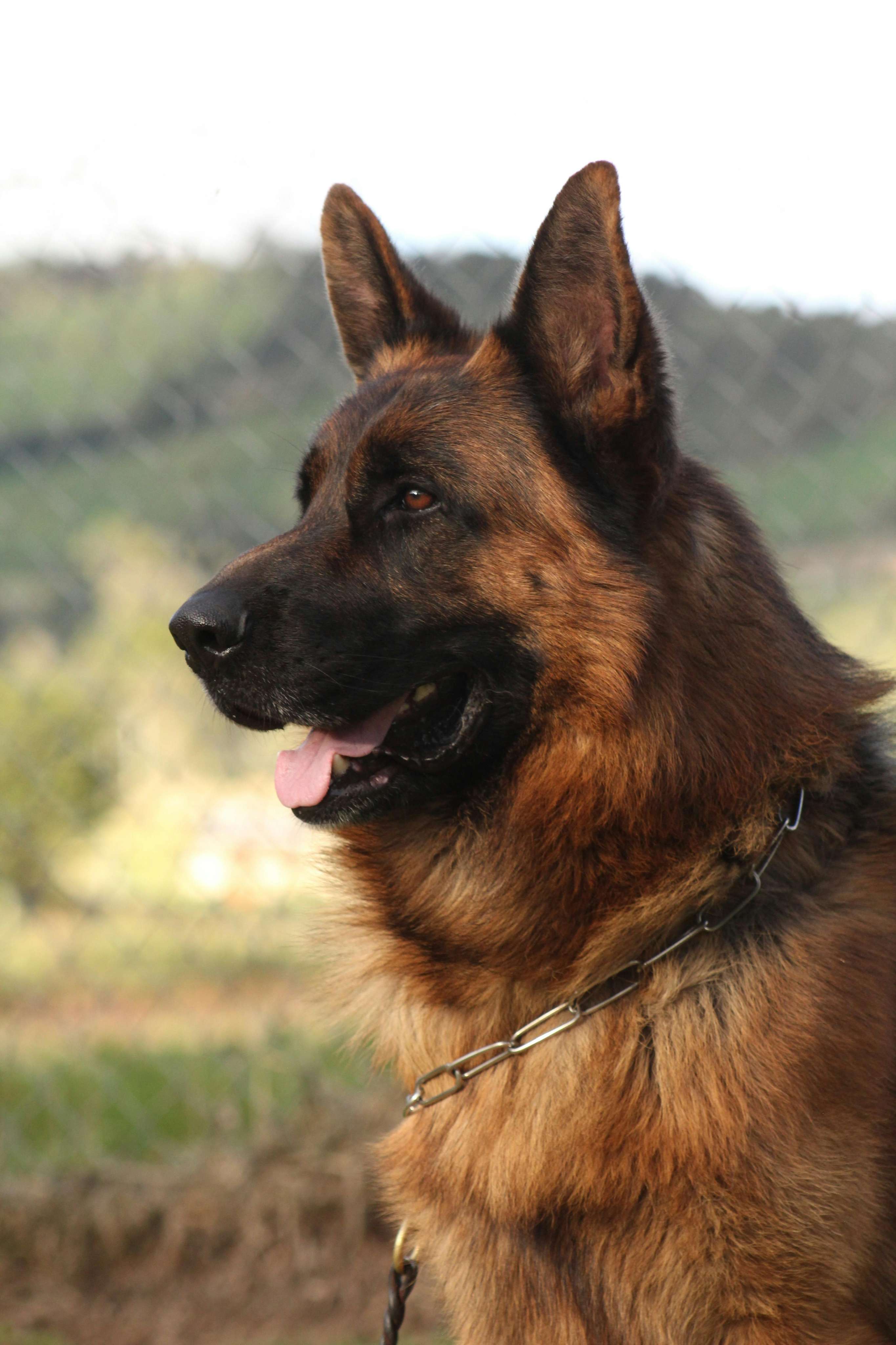 german shepherd & belgian malinois